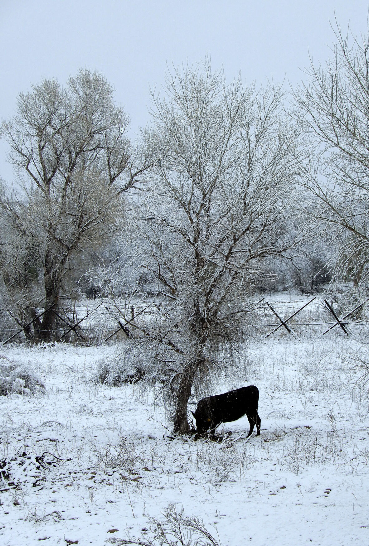 Snow, Santa Cruz County, 2023